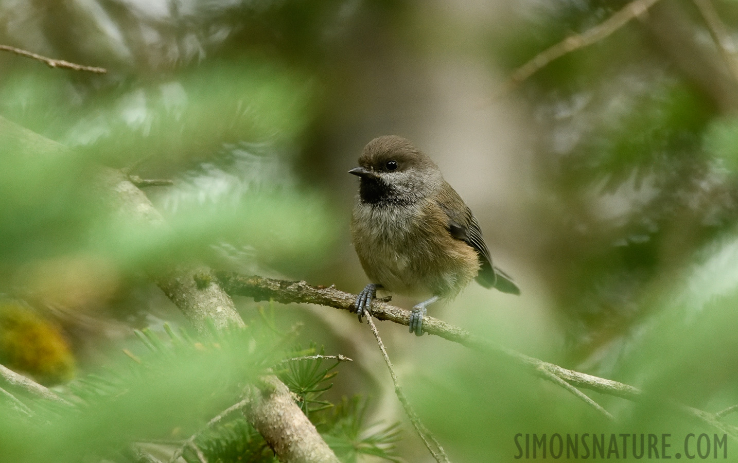 Poecile hudsonicus hudsonicus [400 mm, 1/400 Sek. bei f / 7.1, ISO 3200]